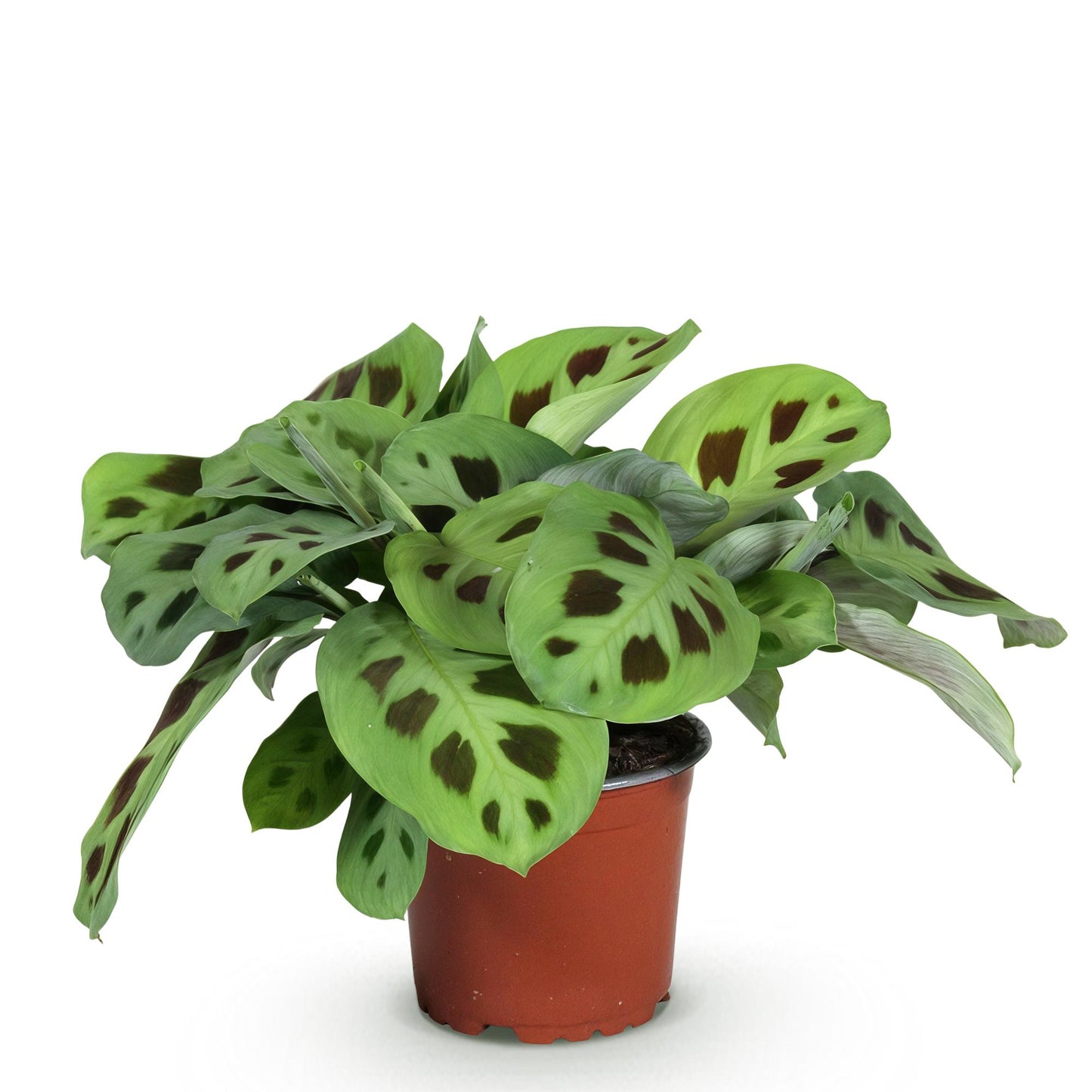 Plante d'intérieur - Maranta Fascinator Kerchoveana - Plante zèbre - Plante amicale pour les animaux - Vert - 1 Plante - Pot 12cm - Hauteur 25cm