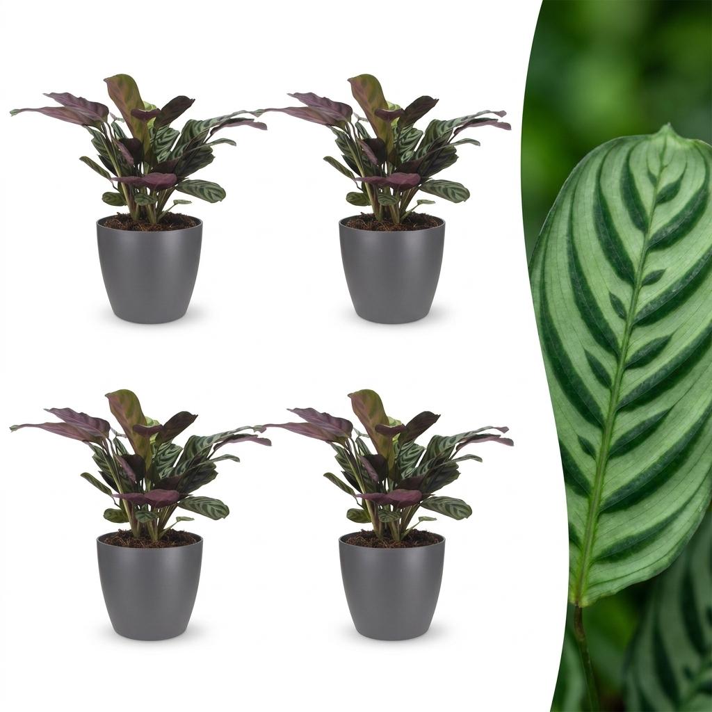 Quatre Ctenanthe Burle Marxii, ou plante de la prière arête de poisson, avec leur feuillage panaché vert et pourpre dans des cache-pots