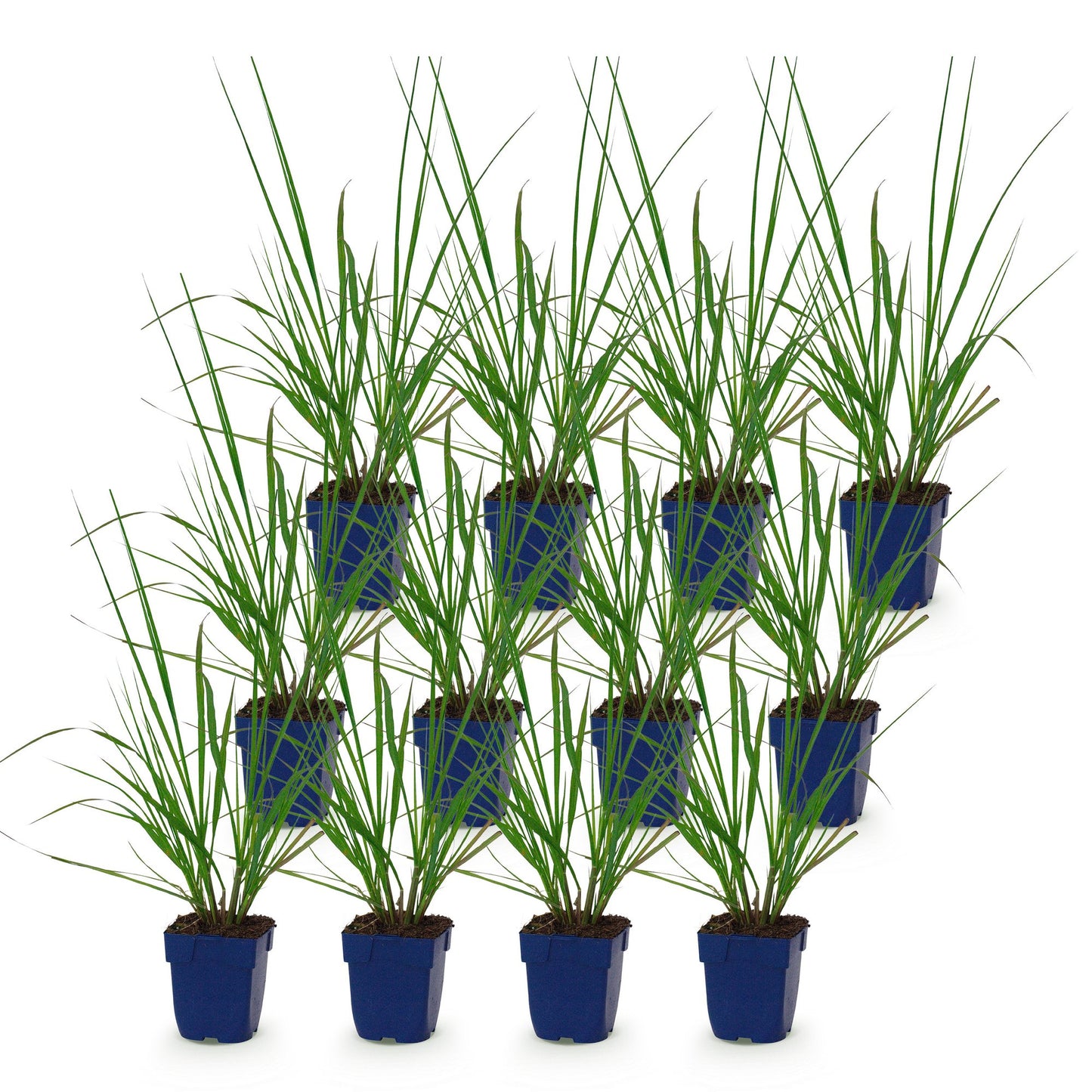 Pennisetum alop. Black Beauty. Lot de plusieurs plants d'herbe à lampes 'Black Beauty' en pot de 11cm sur fond blanc.