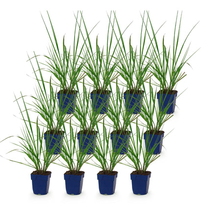 Pennisetum alop. Black Beauty. Lot de plusieurs plants d'herbe à lampes 'Black Beauty' en pot de 11cm sur fond blanc.