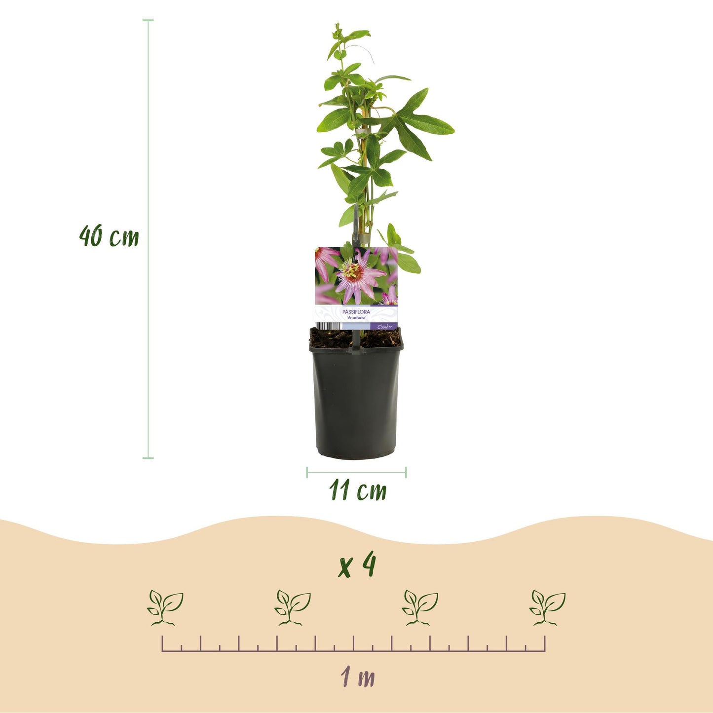 Passiflora Anastasia, fleur de la passion. Pot de 11cm, hauteur 40cm. Schéma d'espacement de plantation de 4 plants par mètre.