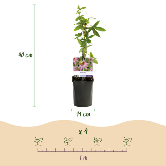 Passiflora Anastasia, fleur de la passion. Pot de 11cm, hauteur 40cm. Schéma d'espacement de plantation de 4 plants par mètre.