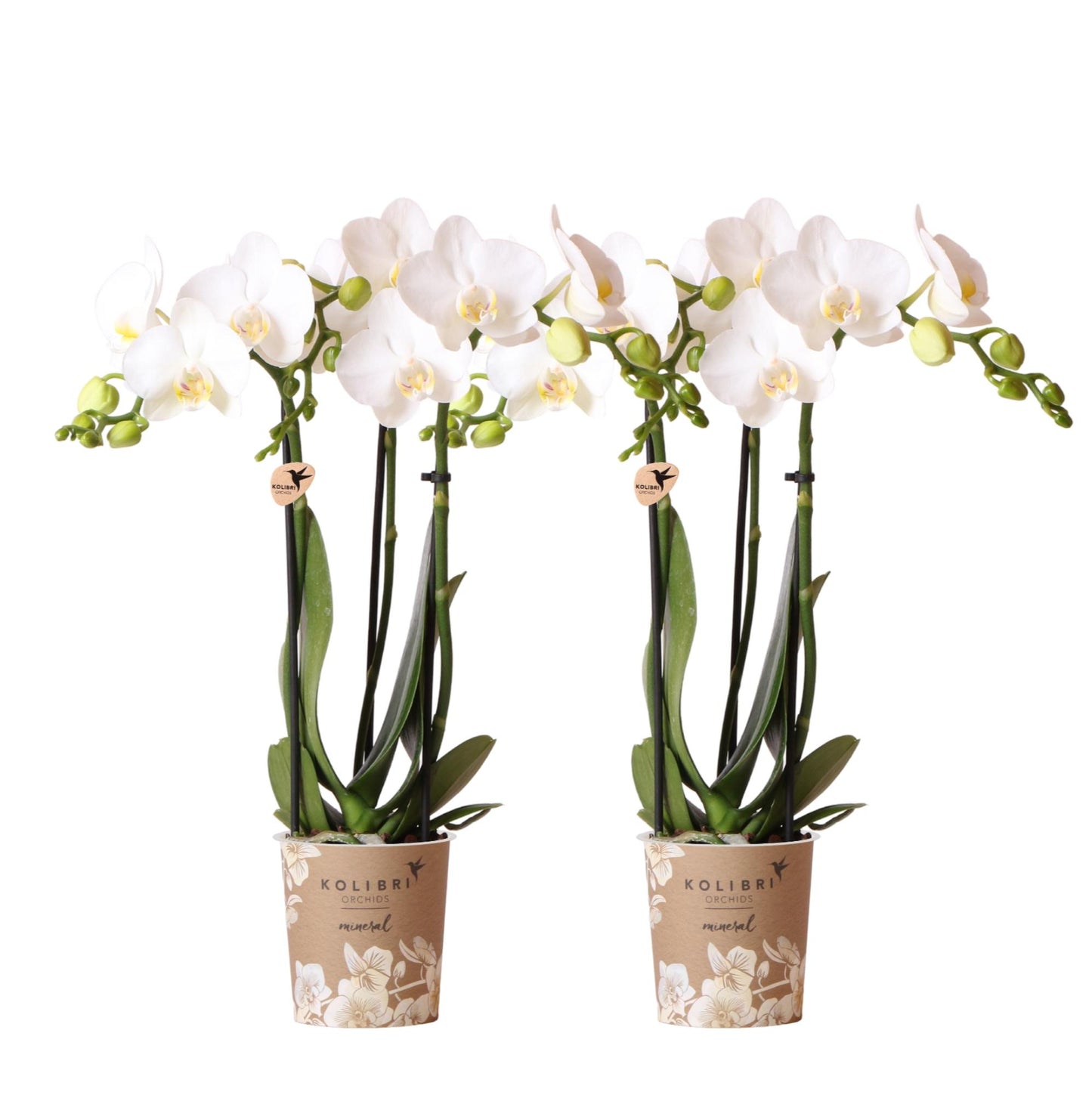Orchidée Phalaenopsis blanche en pot