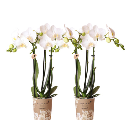 Orchidée Phalaenopsis blanche en pot