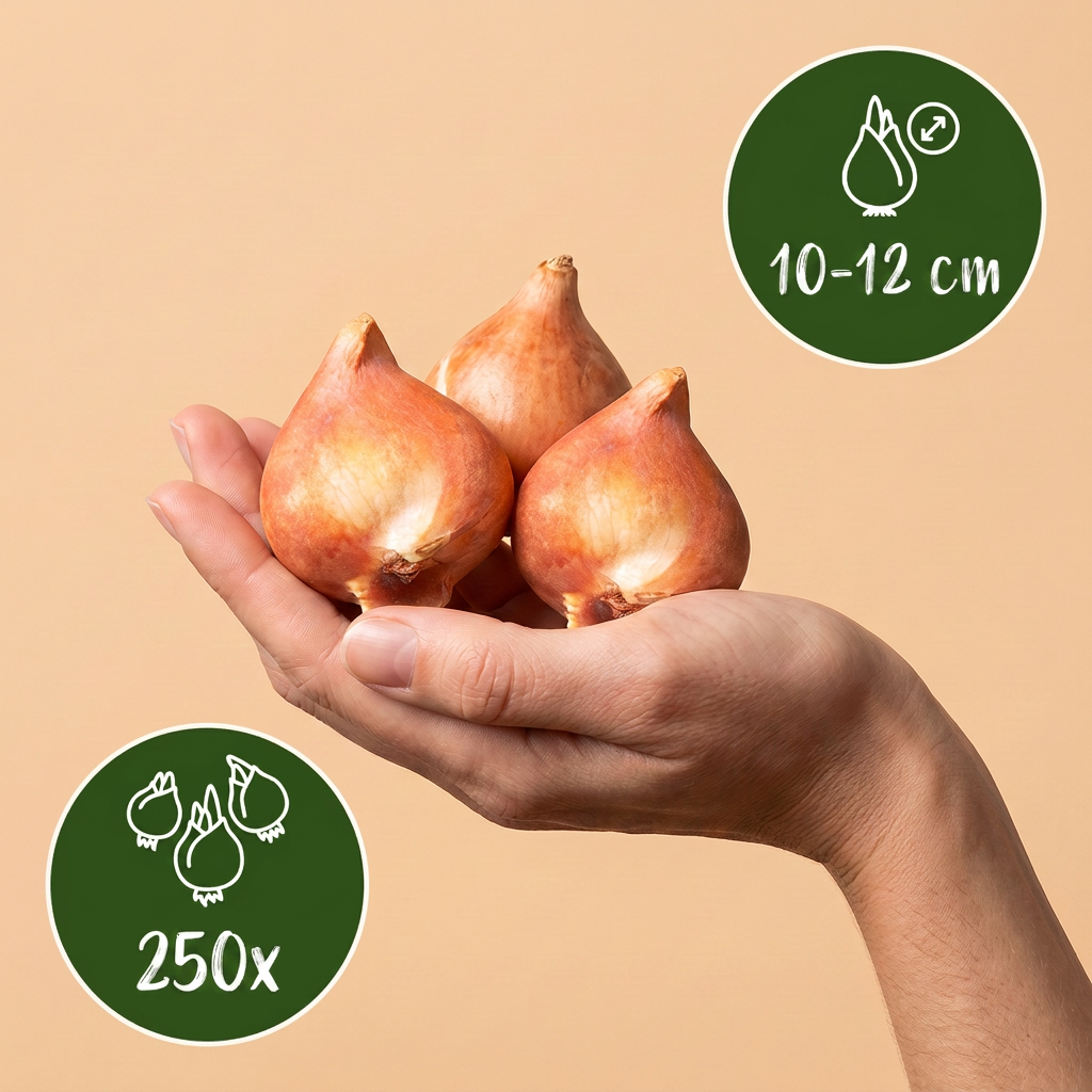 Bulbes de Mélange de bulbes roses pour jardin tenus dans une main, calibre 10-12 cm, lot de 250 bulbes.