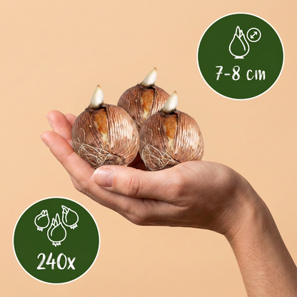 Bulbes de Crocus blanc tenus dans une main, calibre 7-8 cm, lot de 240 bulbes.