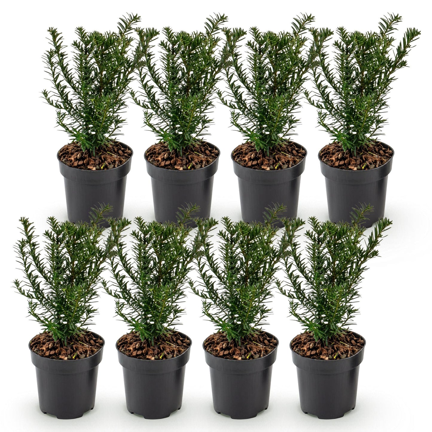 Taxus baccata : lot de 8 plants d'if toxique en pots de 9cm, hauts de 20-30cm, sur fond blanc. Parfaits pour une haie persistante.