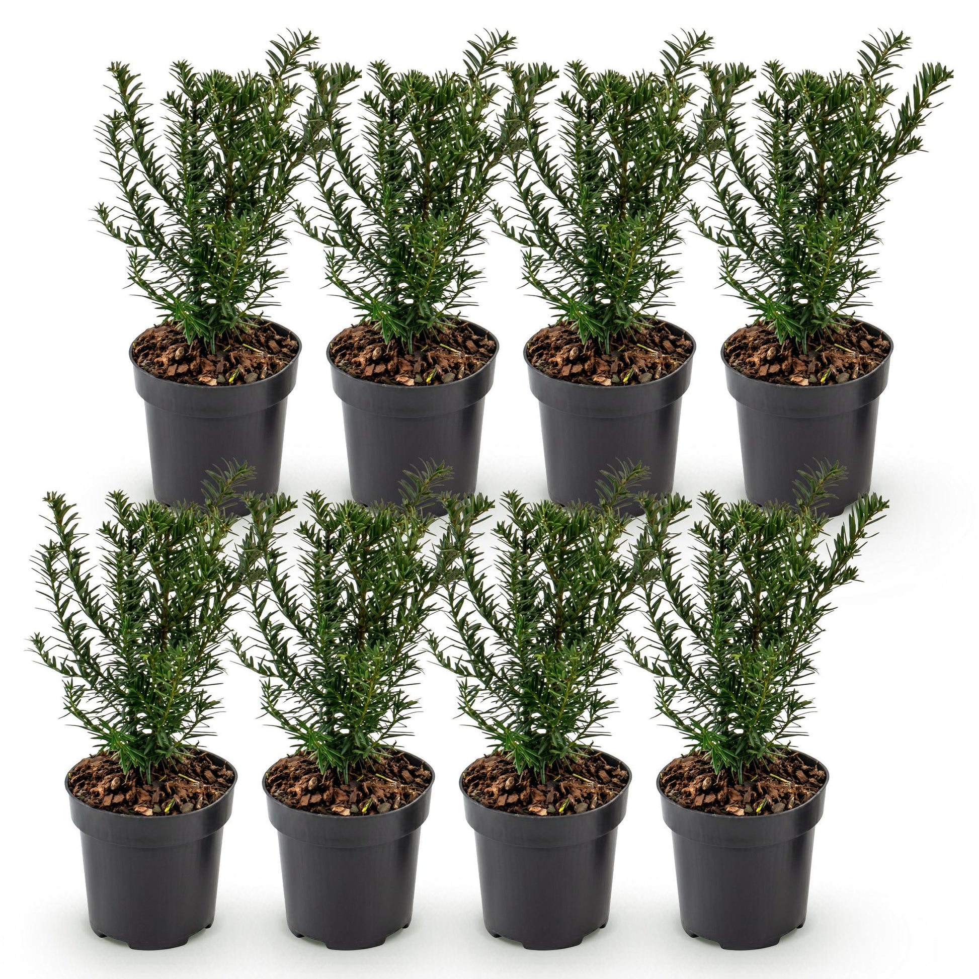 Taxus baccata : lot de 8 plants d'if toxique en pots de 9cm, hauts de 20-30cm, sur fond blanc. Parfaits pour une haie persistante.