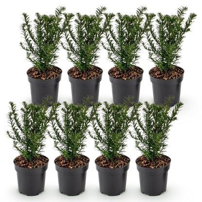 Taxus baccata : lot de 8 plants d'if toxique en pots de 9cm, hauts de 20-30cm, sur fond blanc. Parfaits pour une haie persistante.