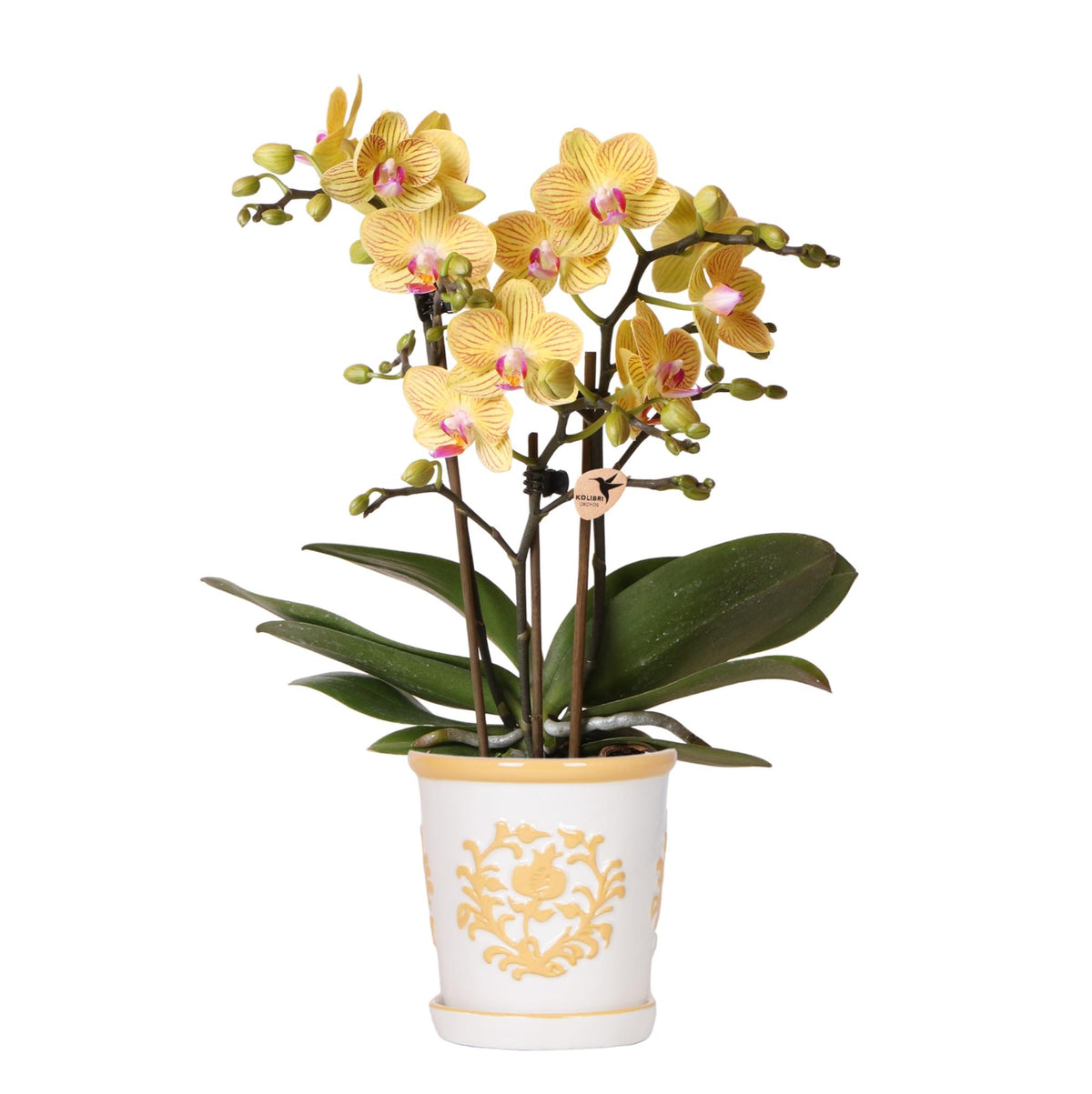 Orchidée Phalaenopsis jaune avec cache-pot Malaga orange clair