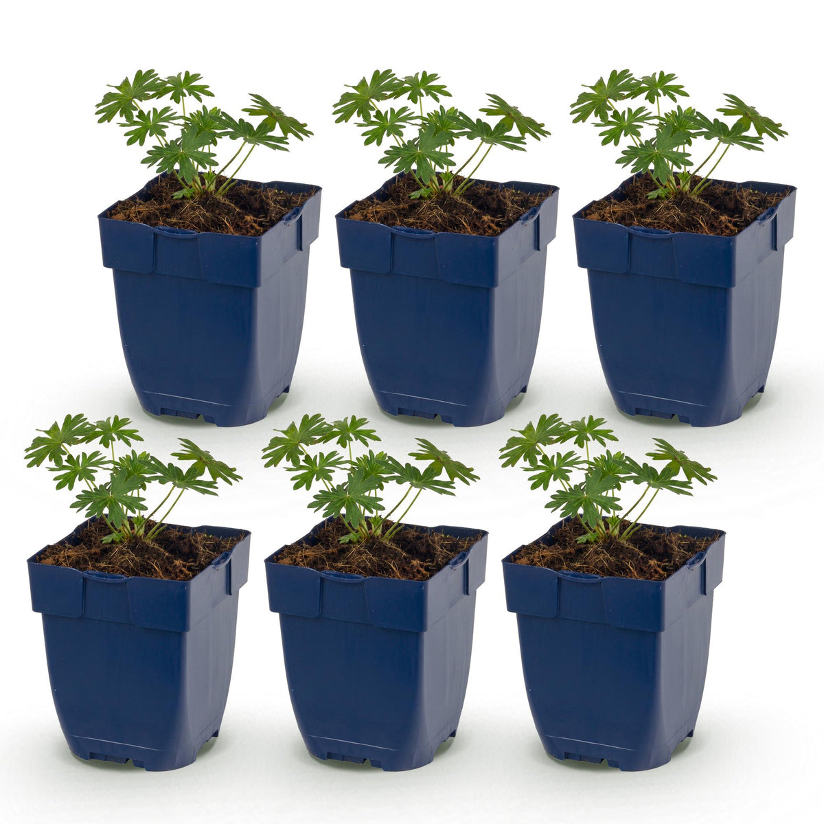 Géranium sanguin 'Album' - lot de 6 plants en pot de 11 cm