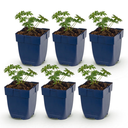 Géranium sanguin 'Album' - lot de 6 plants en pot de 11 cm