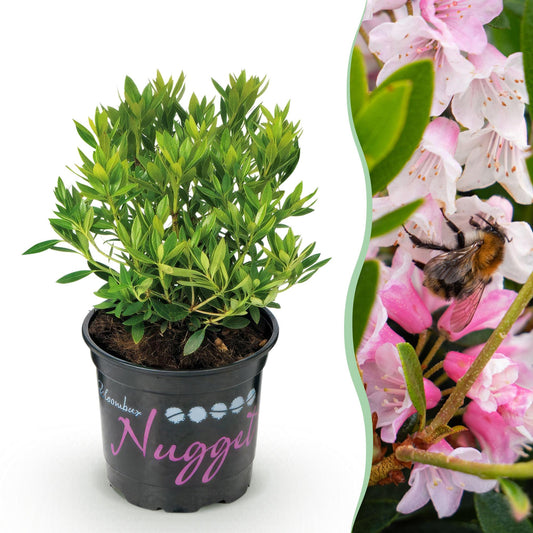Rhododendron Bloombux Rose Clair : un plant en pot à gauche, et un gros plan de ses fleurs roses avec un bourdon à droite.