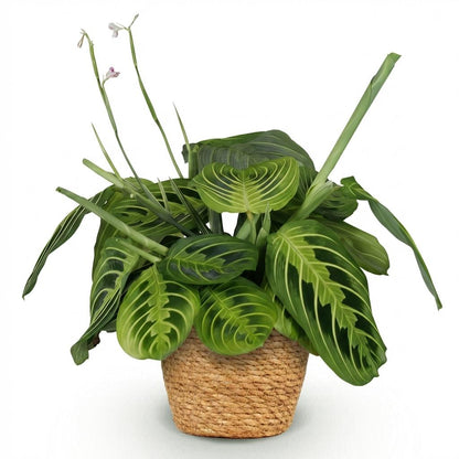 Plante d'intérieur - Maranta Fascinator Lemon Lime - Plante de prière - Plante conviviale pour les animaux - Vert - 1 Plante - avec Panier - Pot 12cm - Hauteur 25cm