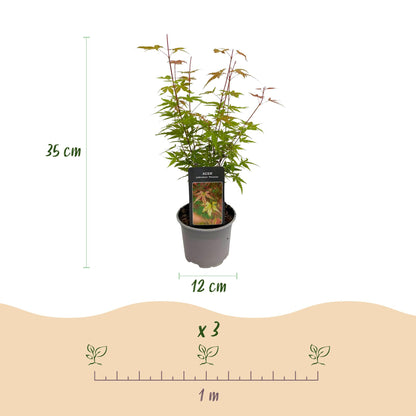 Acer palmatum Phoenix : dimensions du plant (35 cm de haut, pot de 12 cm de diamètre) et espacement de 1 m pour 3 plants.