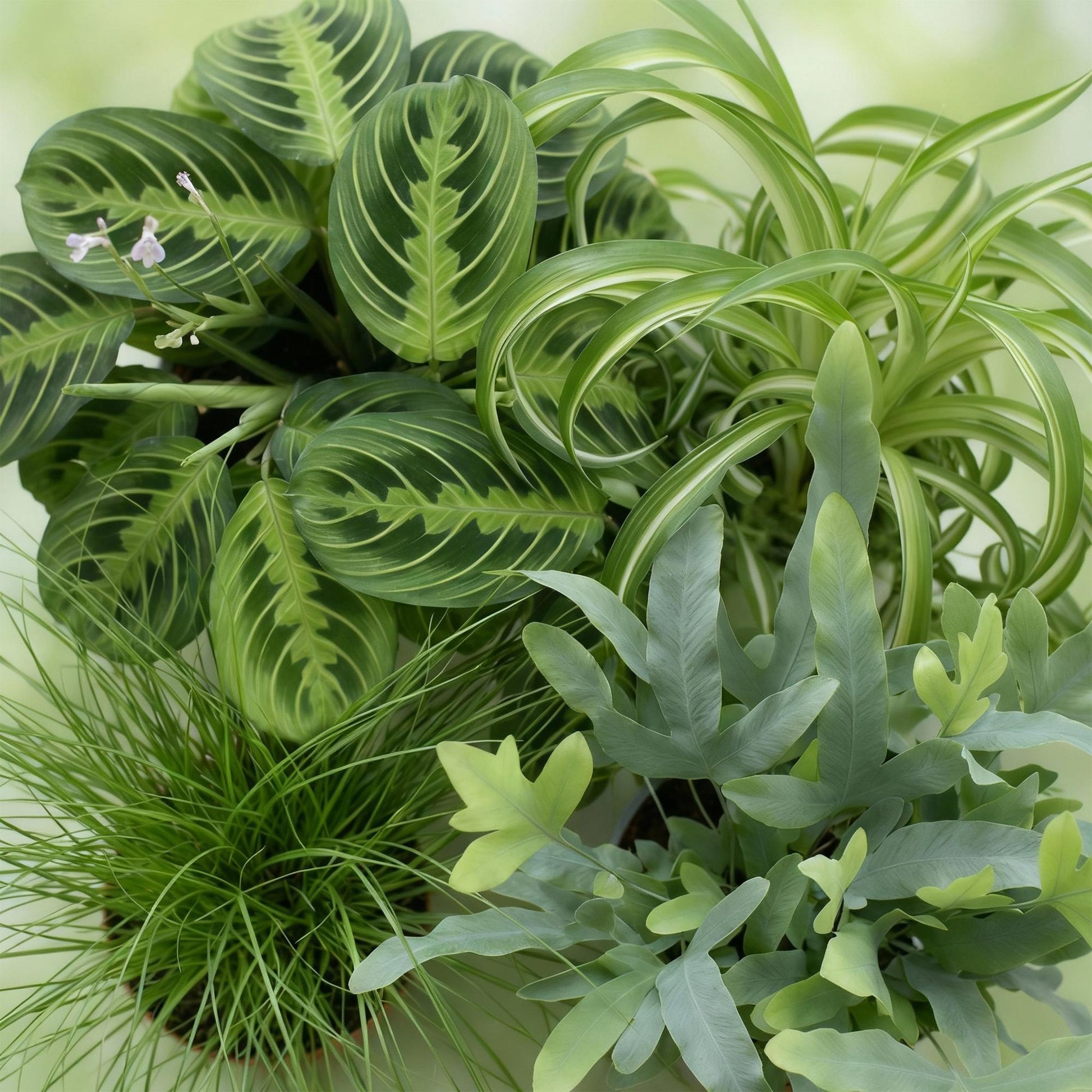 Plante d'intérieur - Chlorophytum - Cyperus - Phlebodium - Marantha - Mix de 4 - Plantes Amicales pour Animaux - Vert - 4 Plantes - avec Panier - Pot 12cm - Hauteur 25cm