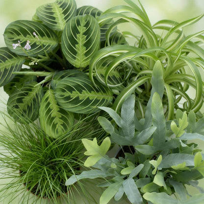 Plante d'intérieur - Chlorophytum - Cyperus - Phlebodium - Marantha - Mix de 4 - Plantes Amicales pour Animaux - Vert - 4 Plantes - avec Panier - Pot 12cm - Hauteur 25cm