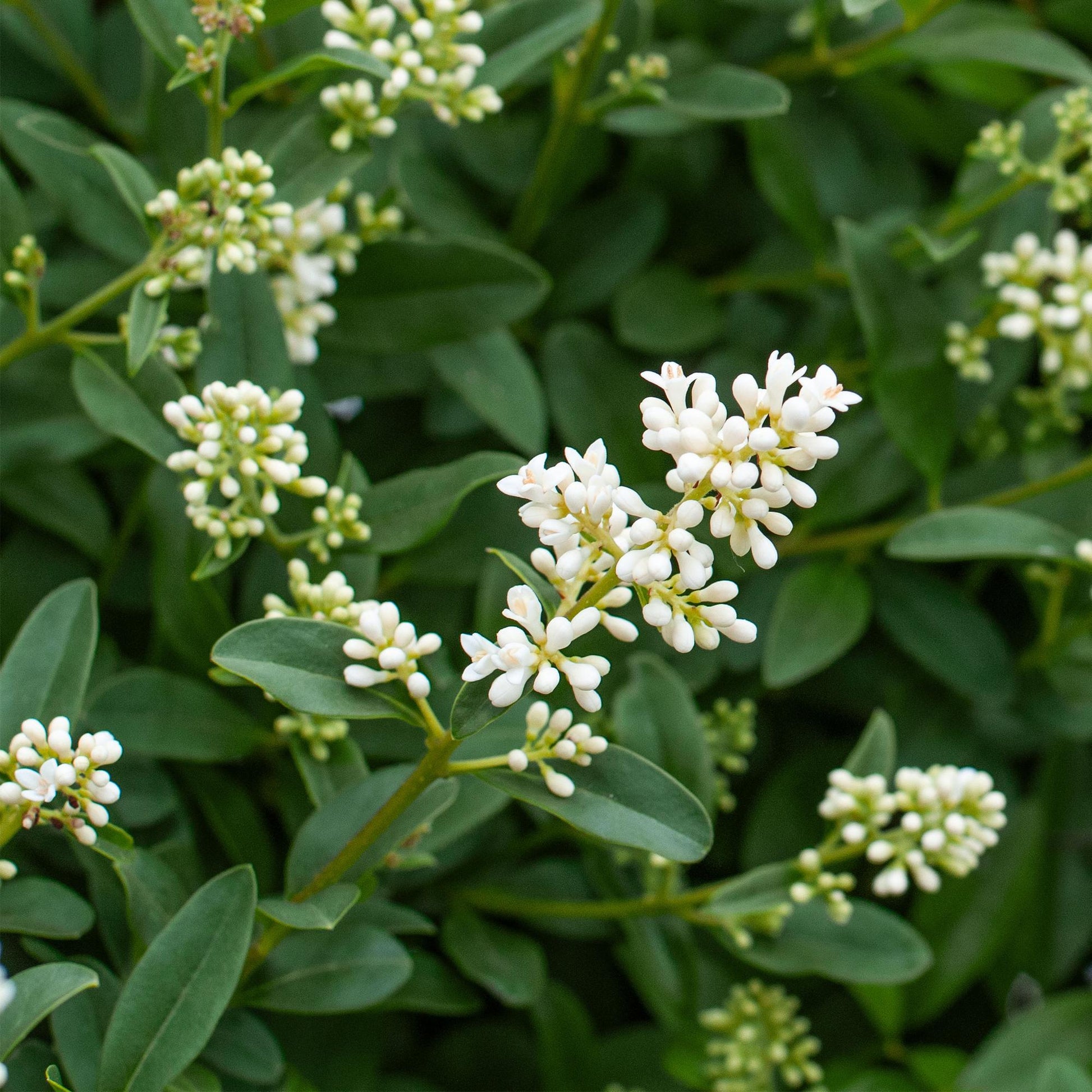 Ligustrum ovalifolium, gros plan sur les petites fleurs blanches en grappes et le feuillage vert foncé, idéal pour haie persistante.