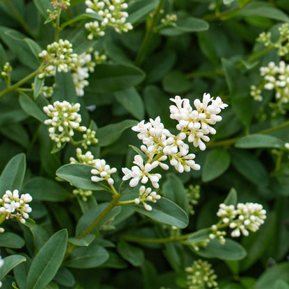 Ligustrum ovalifolium, gros plan sur les petites fleurs blanches en grappes et le feuillage vert foncé, idéal pour haie persistante.