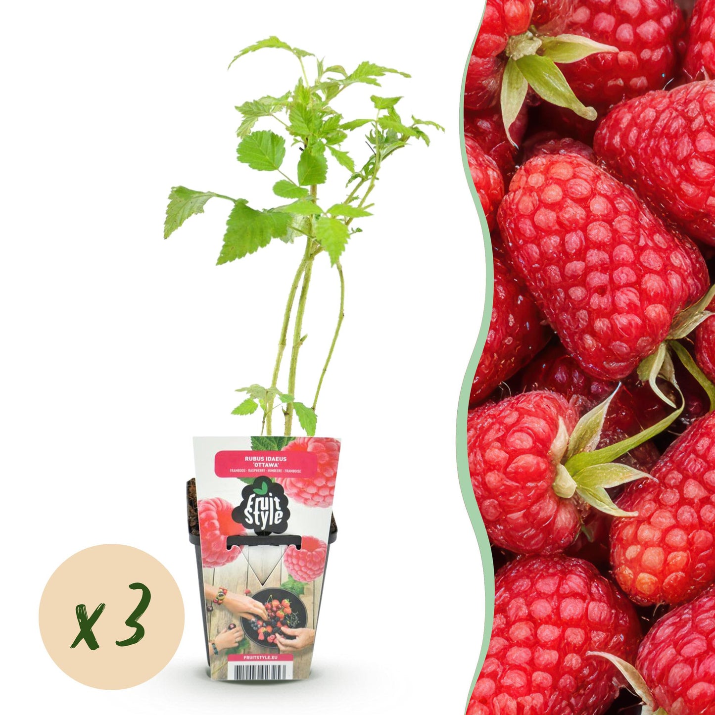 Framboisier Rubus idaeus Heritage. Plant en pot avec une pastille de quantité « x3 », et gros plan sur des framboises rouges.