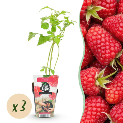Framboisier Rubus idaeus Heritage. Plant en pot avec une pastille de quantité « x3 », et gros plan sur des framboises rouges.