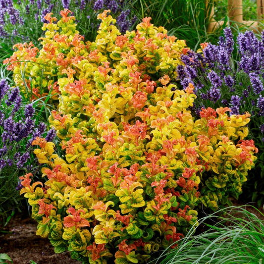 Leucothoe Curly Gold aux feuilles jaunes et oranges vives, planté au milieu de lavandes violettes et d'herbes vertes dans un jardin.