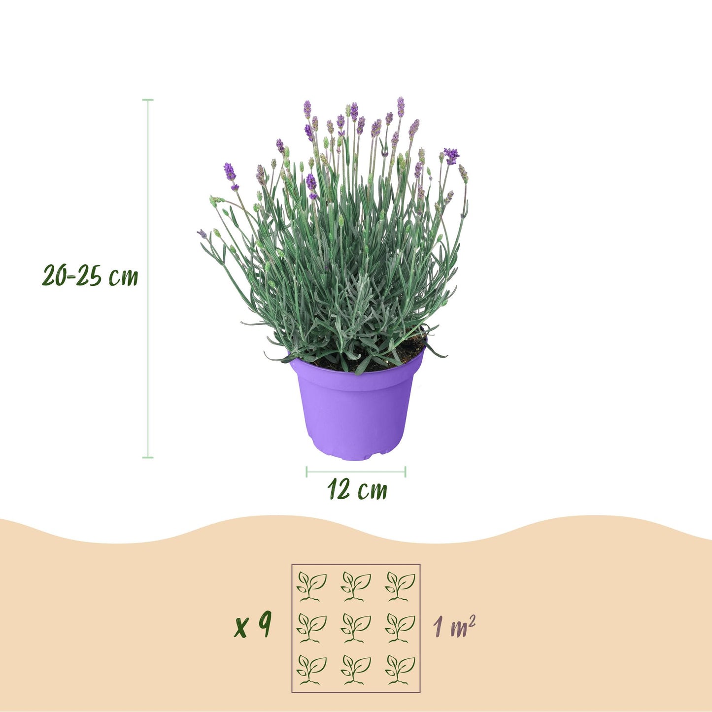 Lavandula angustifolia Munstead : infographie de dimensions, indiquant une hauteur de 20-25 cm et un pot de 12 cm, ainsi qu'un espacement de