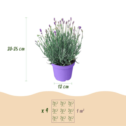 Lavandula angustifolia Munstead : infographie de dimensions, indiquant une hauteur de 20-25 cm et un pot de 12 cm, ainsi qu'un espacement de