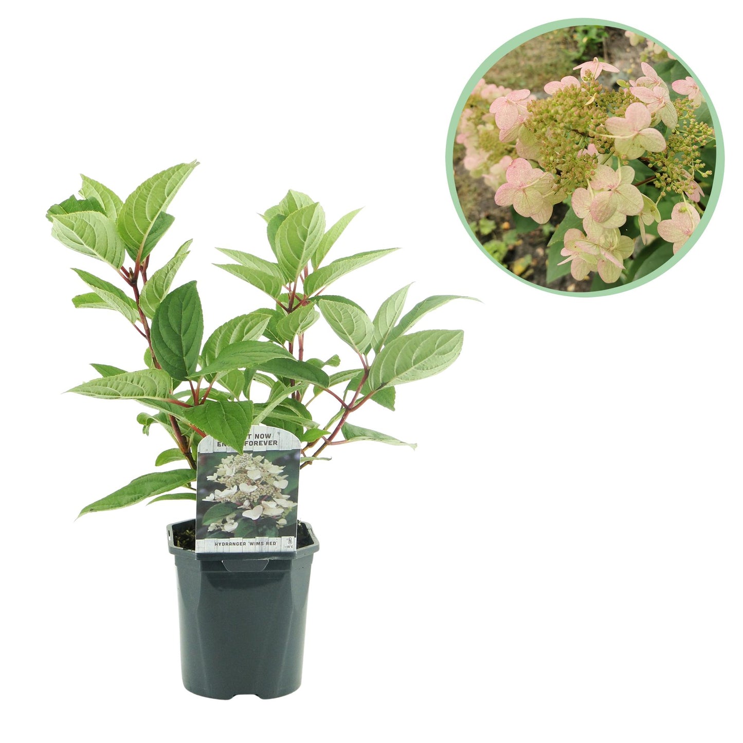 Hortensia Hydrangea panniculata Wims Red en pot sur fond blanc avec un médaillon en haut à droite montrant ses fleurs roses-blanches.