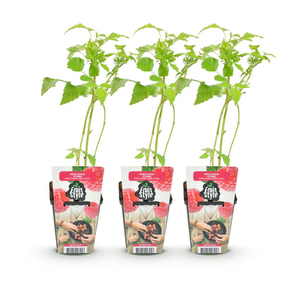 Framboise Rubus idaeus Ottawa : 3 plants de framboisier en pot noir avec étiquettes fruitées, sur fond blanc uni.