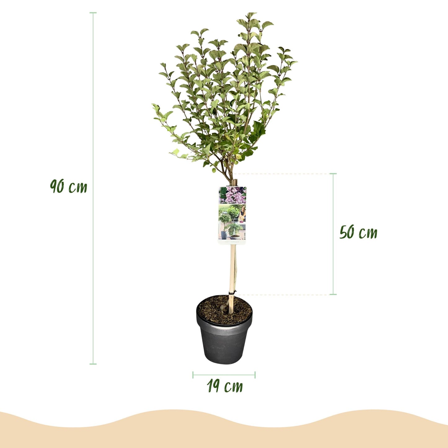 Syringa meyeri Palibin : Schéma des dimensions, hauteur totale de 90 cm, feuillage de 50 cm de haut, pot de 19 cm de diamètre.