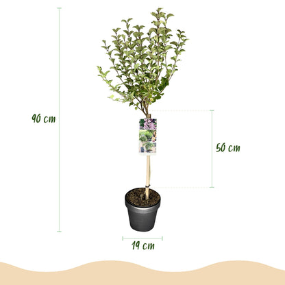 Syringa meyeri Palibin : Schéma des dimensions, hauteur totale de 90 cm, feuillage de 50 cm de haut, pot de 19 cm de diamètre.
