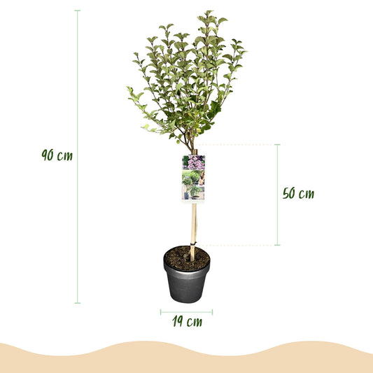 Syringa meyeri Palibin : Schéma des dimensions, hauteur totale de 90 cm, feuillage de 50 cm de haut, pot de 19 cm de diamètre.
