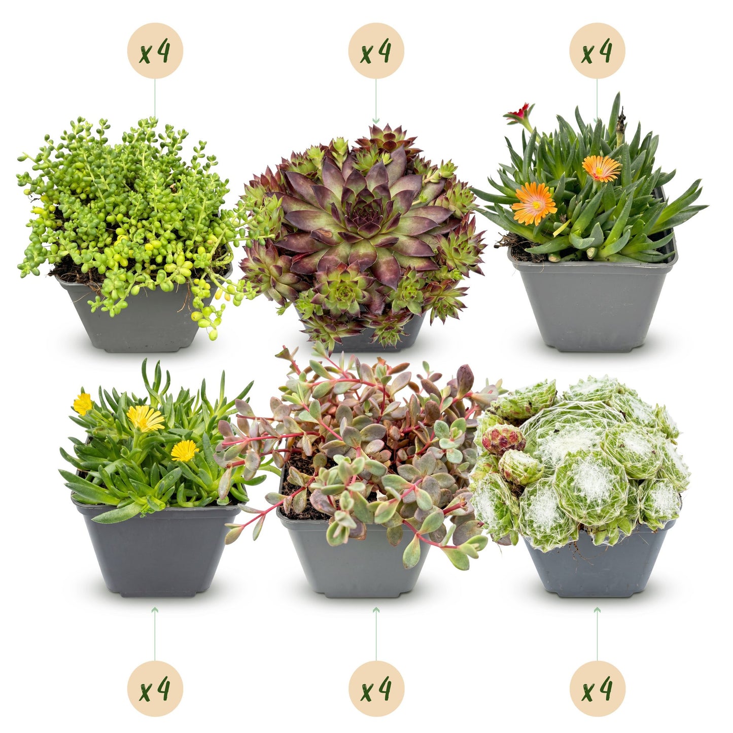 mélange de plantes de rocaille. Assortiment de plantes alpines en pots, avec bulle 'x4' indiquant la quantité pour chaque variété.