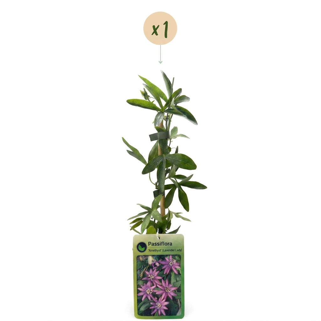 Passiflore 'Lavender Lady' (Passiflora) - grimpante fleurie exotique