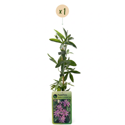 Passiflore 'Lavender Lady' (Passiflora) - grimpante fleurie exotique
