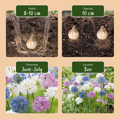 Guide de plantation et floraison des bulbes d'Ail d'ornement 'Buzzing Beauties' Allium.
