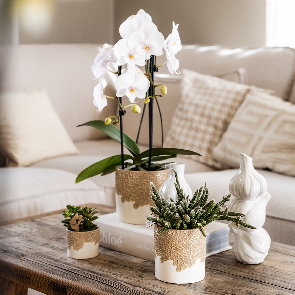 Orchidée Phalaenopsis blanche en pot