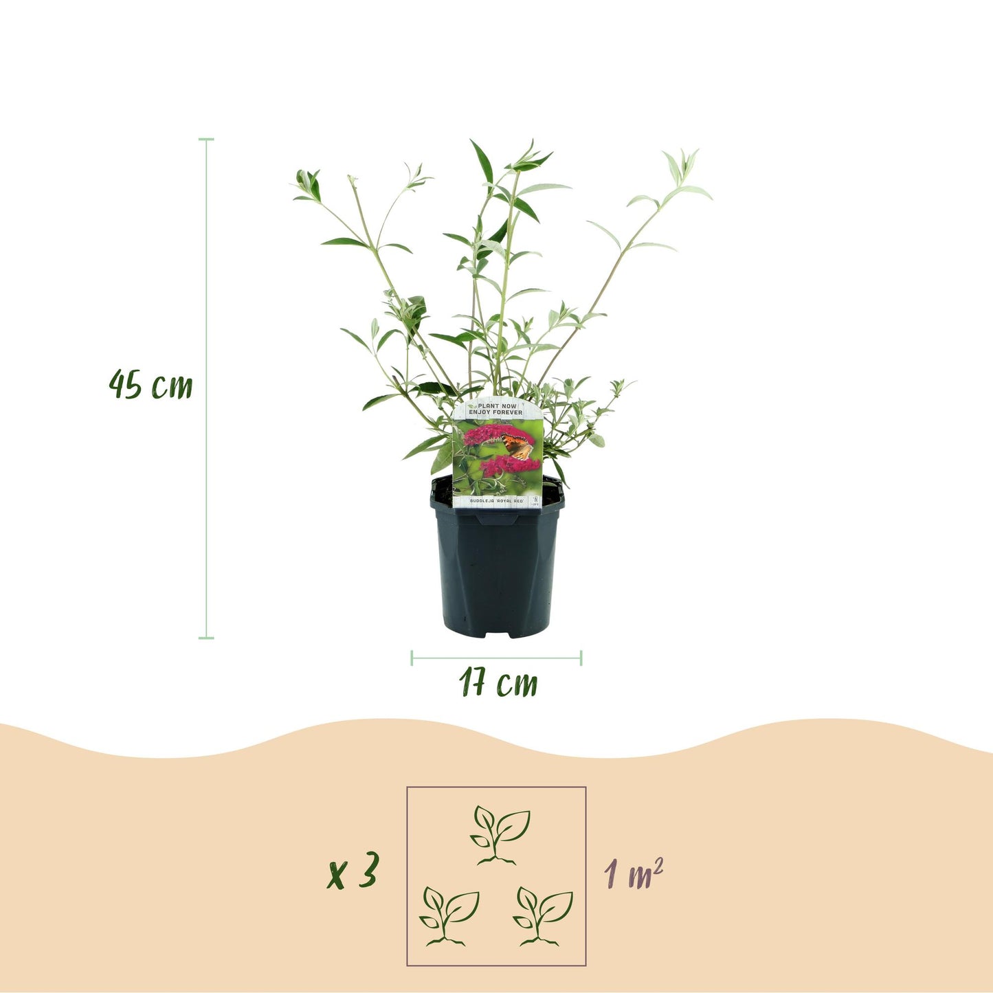 Buddleja davidii Royal Red en pot, étiquetée, montrant sa hauteur de 45 cm et son pot de 17 cm, avec un schéma "x3 pour 1 m²" pour l'espacem