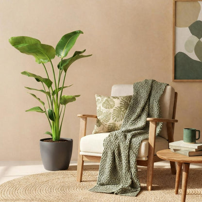 Plantes d'intérieur - Strelitzia Nicolai - Fleur de paradis - Peu d'entretien- Vert - 1 Plante - avec Pot Gris - Pot 21cm - Hauteur 110-120cm