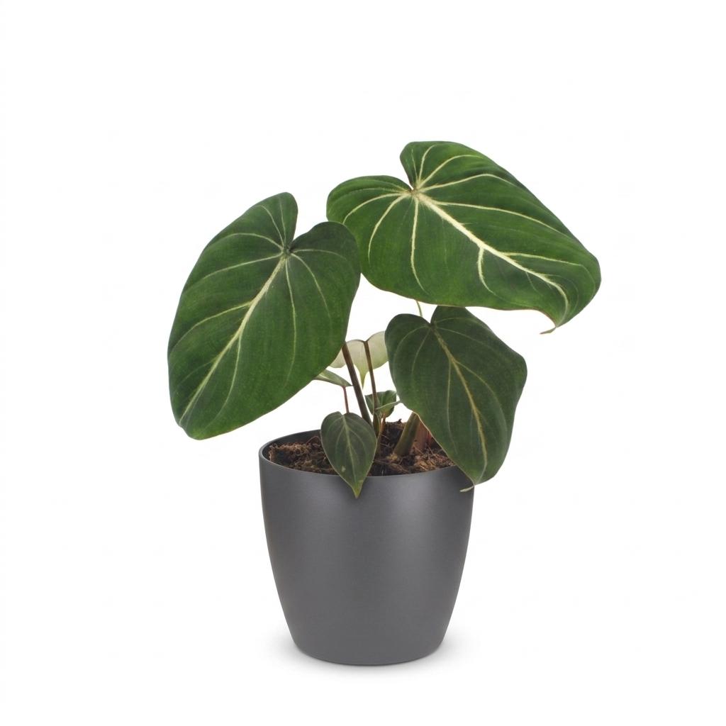 Philodendron Gloriosum - Pot de 12cm