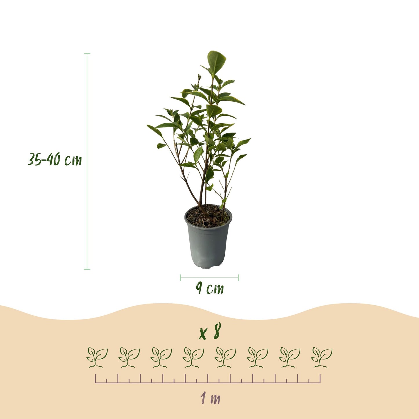 Ligustrum ovalifolium Aureum, troène à feuillage panaché. Schéma avec 1 plant en pot, indiquant hauteur (35-40 cm), diamètre du pot (9 cm), 