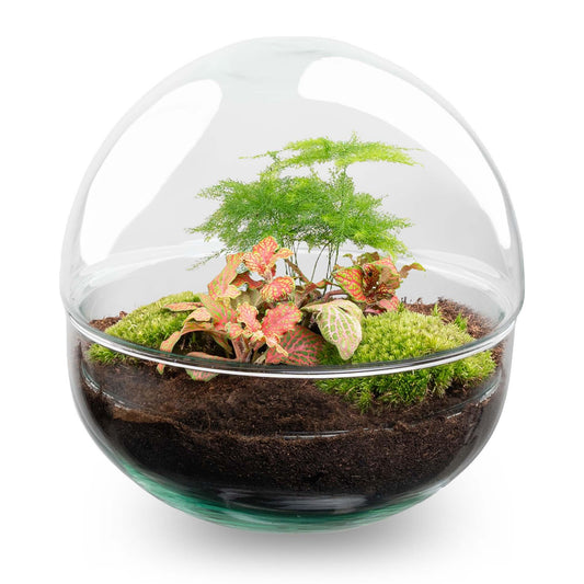 Glass sphere terrarium kit, Ø 20 cm, with Fittonia and Asparagus, with or without tools
