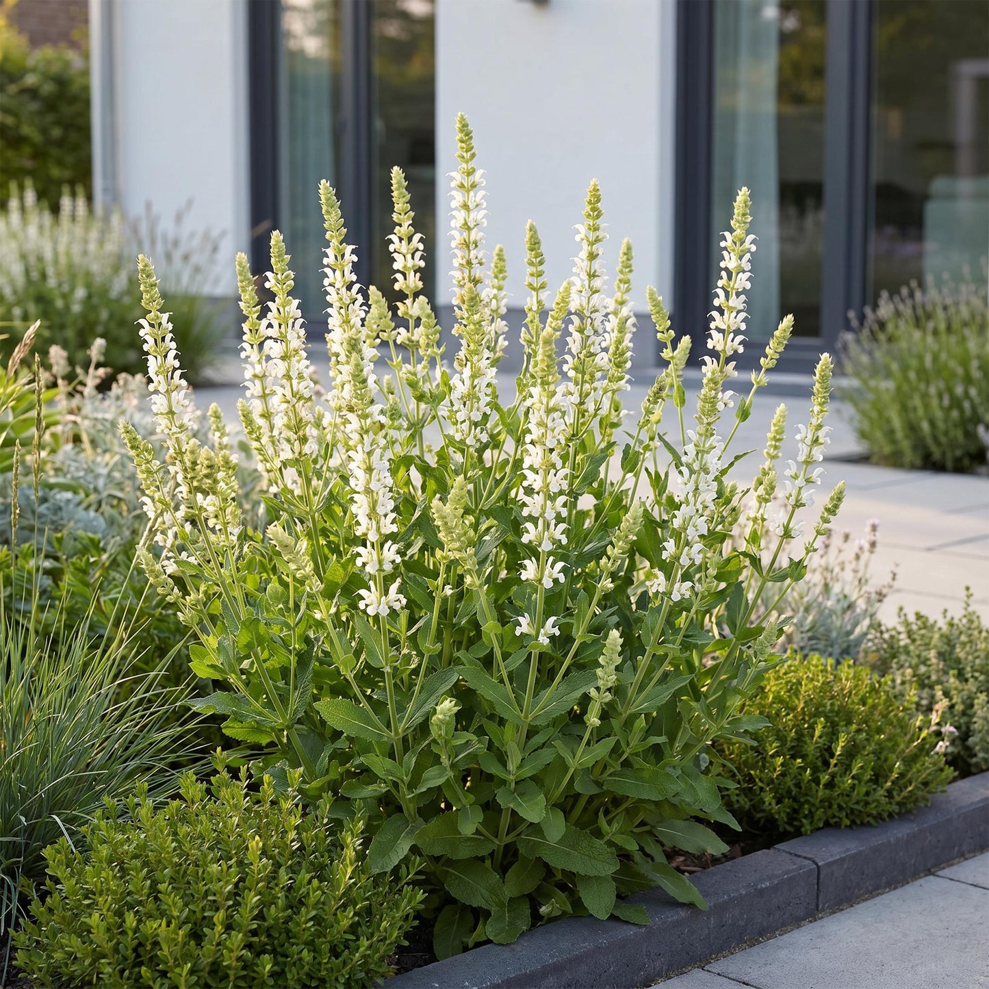 Sauge nemorosa Schneehügel en pleine floraison avec de nombreuses fleurs blanches, plantée en bordure d'une allée dans un jardin.