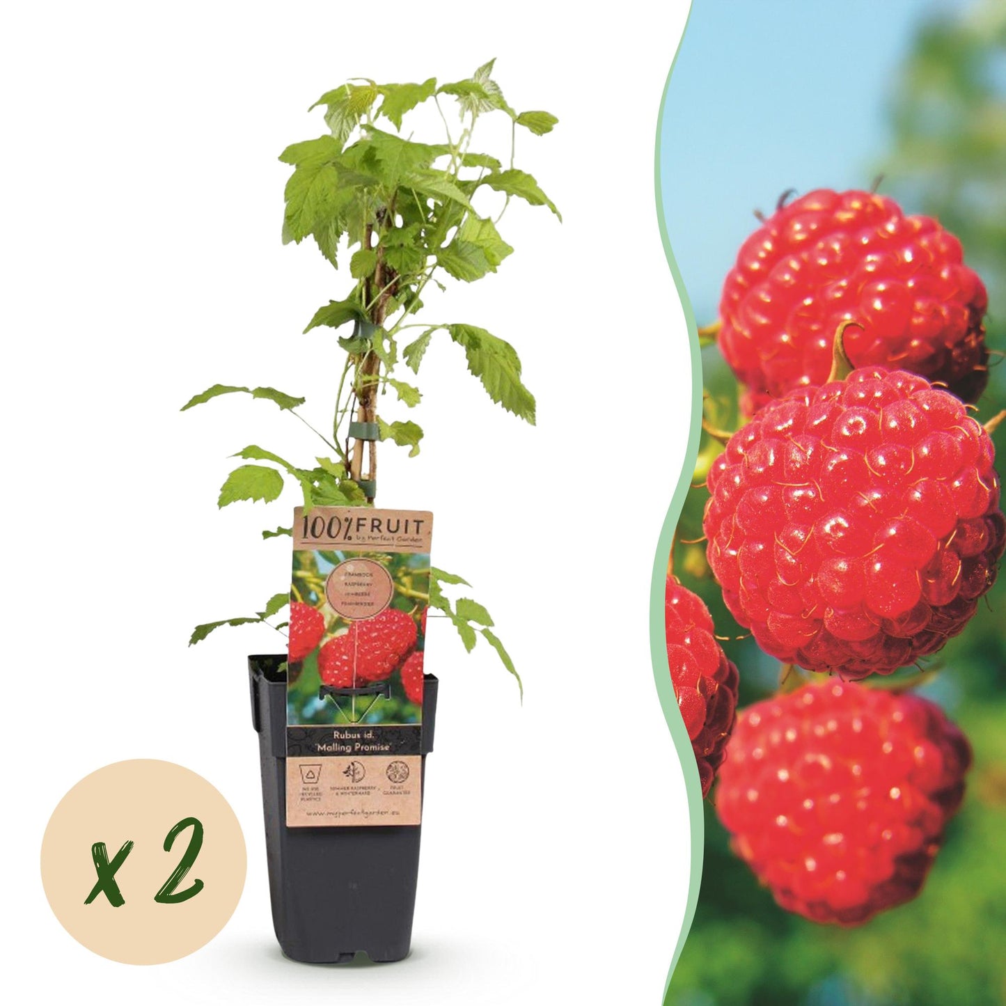 Rubus idaeus Malling Promise : une framboise en pot sur fond blanc, avec une pastille 'x2' et une image de framboises rouges.
