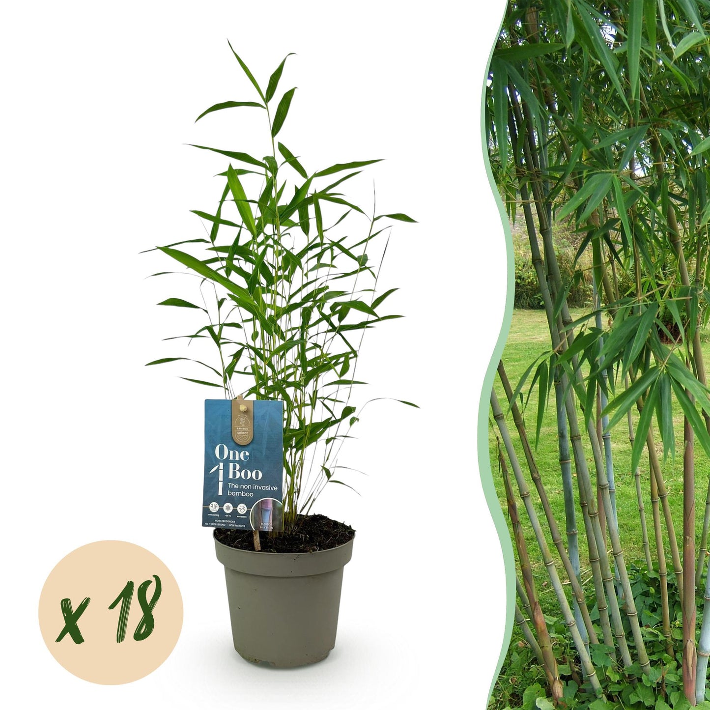 Bambou Fargesia Blue Dragon : un jeune plant en pot avec son étiquette, accompagné d'une pastille "x 18" indiquant la quantité du lot.