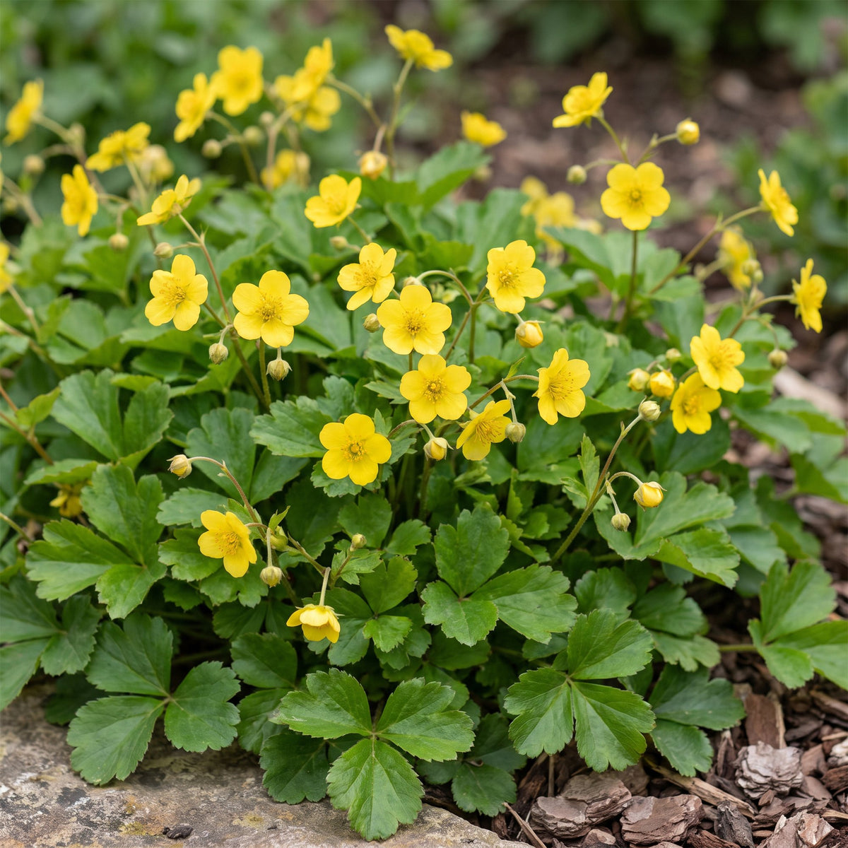 Waldsteinia ternata (fraisier doré) en pot de 11 cm, feuillage trifolié et fleurs jaunes
