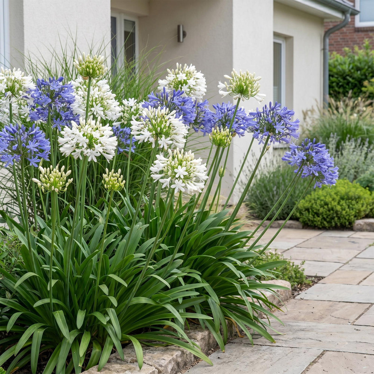 Agapanthes bleues et blanches au jardin, Agapanthus africanus