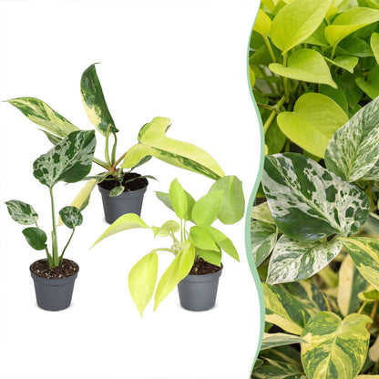 Lot de bébés plantes Monstera Bulbasaur, Philodendron Florida Beauty et Philodendron Neon en pot de 6 cm