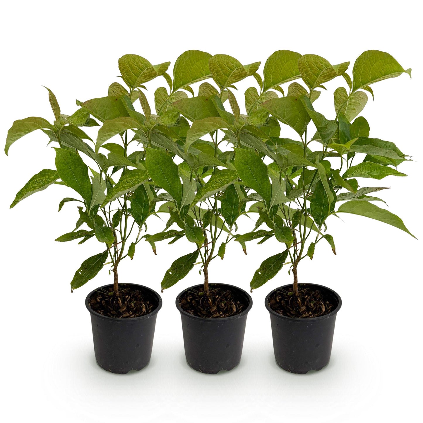 Cornus mas : Lot de trois jeunes plants de cornouiller mâle en pots noirs sur fond blanc, avec des feuilles caduques vertes.